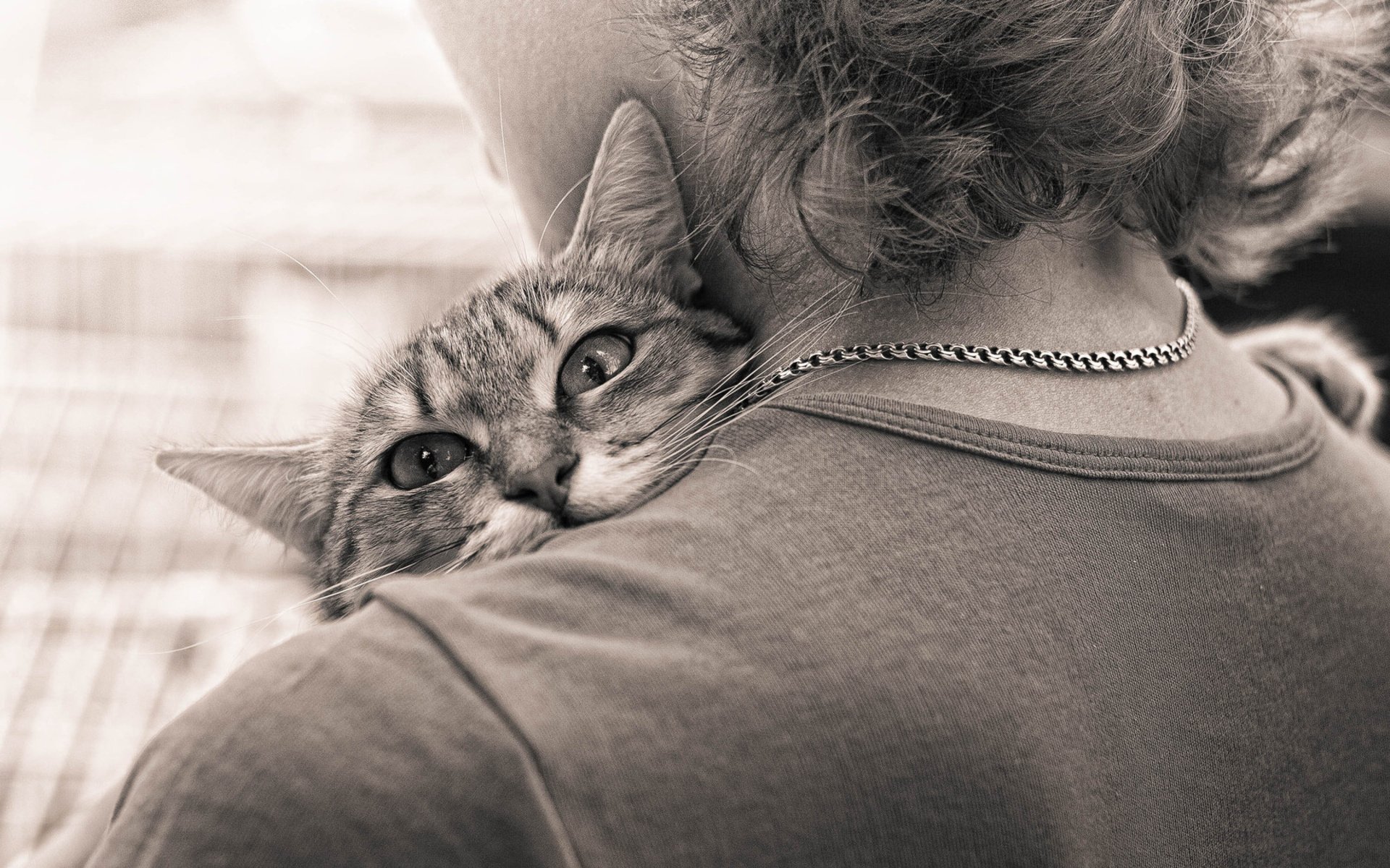 A close-up image of a cat resting on a person's shoulder, conveying a sense of comfort and companionship, featured as an HD PC desktop wallpaper and background.