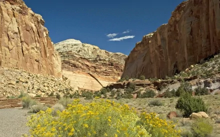 HD PC desktop wallpaper/background: a nature canyon scene with sunlit sandstone cliffs, bright yellow wildflowers and scrub in the foreground beneath a clear blue sky.