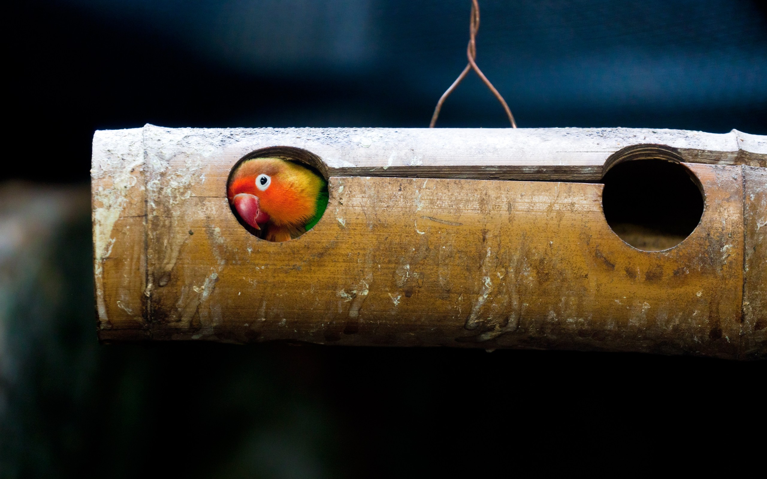 1500+ Bird HD Wallpapers and Backgrounds