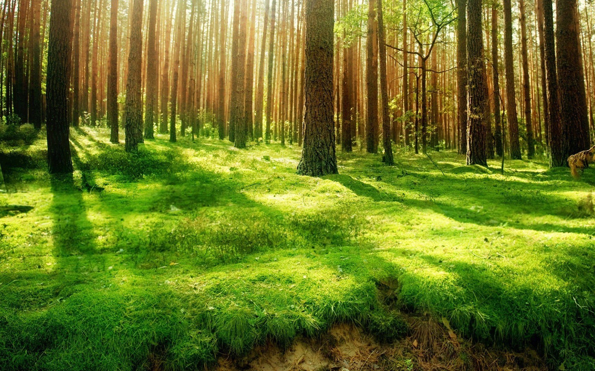 Download Nature Forest HD Wallpaper