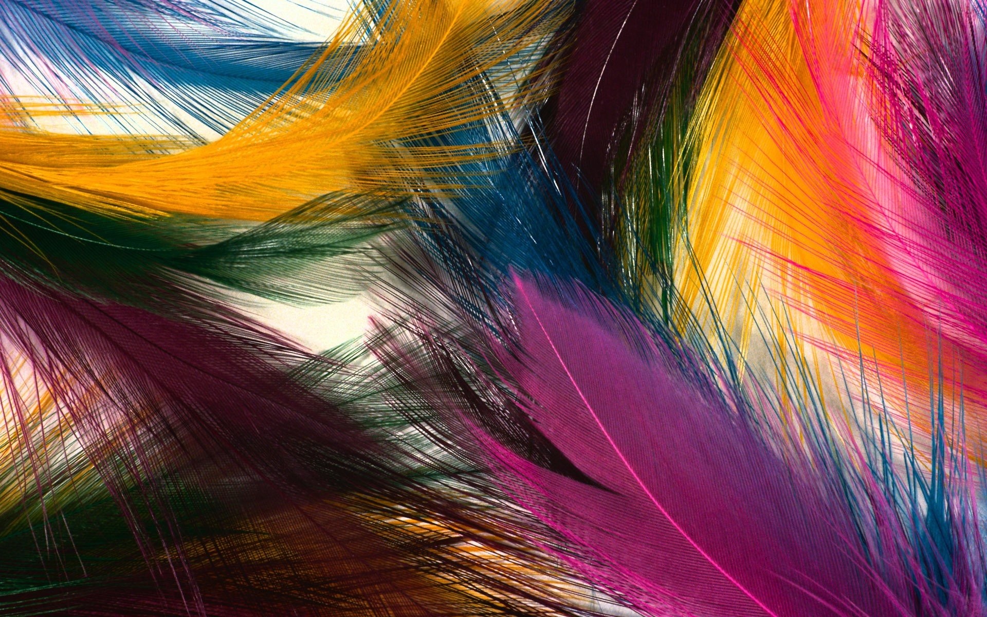 Close-up HD desktop wallpaper showcasing vibrant, colorful feathers with intricate details and rich hues blending smoothly in a striking photographic composition.