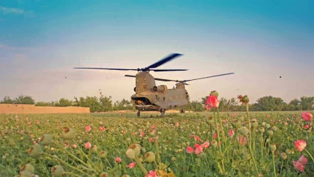 A military helicopter is seen landing amidst vibrant flowers, set against a stunning blue sky, making for an engaging HD PC desktop wallpaper and background.