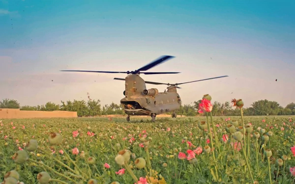 A military helicopter is seen landing amidst vibrant flowers, set against a stunning blue sky, making for an engaging HD PC desktop wallpaper and background.