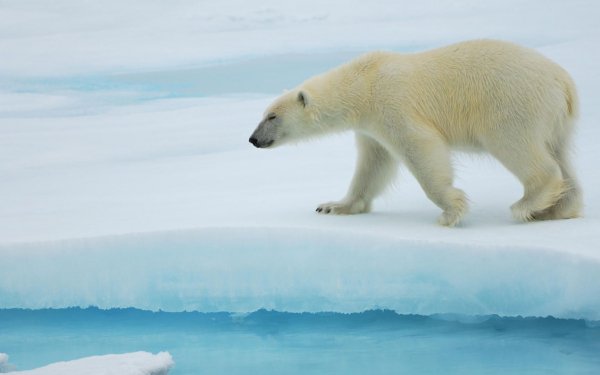Animal Polar Bear Bears Bear HD Wallpaper | Background Image