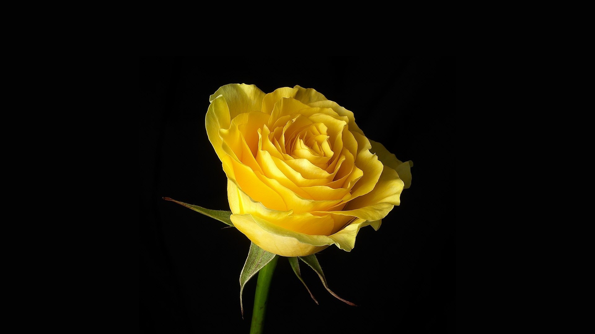 30+ Yellow Rose HD Wallpapers and Backgrounds