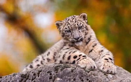 A stunning HD wallpaper featuring a snow leopard resting gracefully on a rock, surrounded by a backdrop of vibrant autumn colors.
