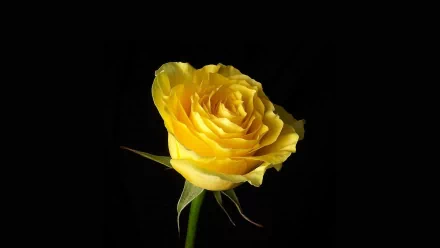 A stunning yellow rose against a black background, showcasing the intricate details of its petals. This vibrant flower adds a touch of nature's beauty to any HD wallpaper.
