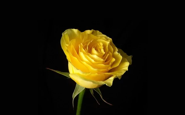 A stunning yellow rose against a black background, showcasing the intricate details of its petals. This vibrant flower adds a touch of nature's beauty to any HD wallpaper.