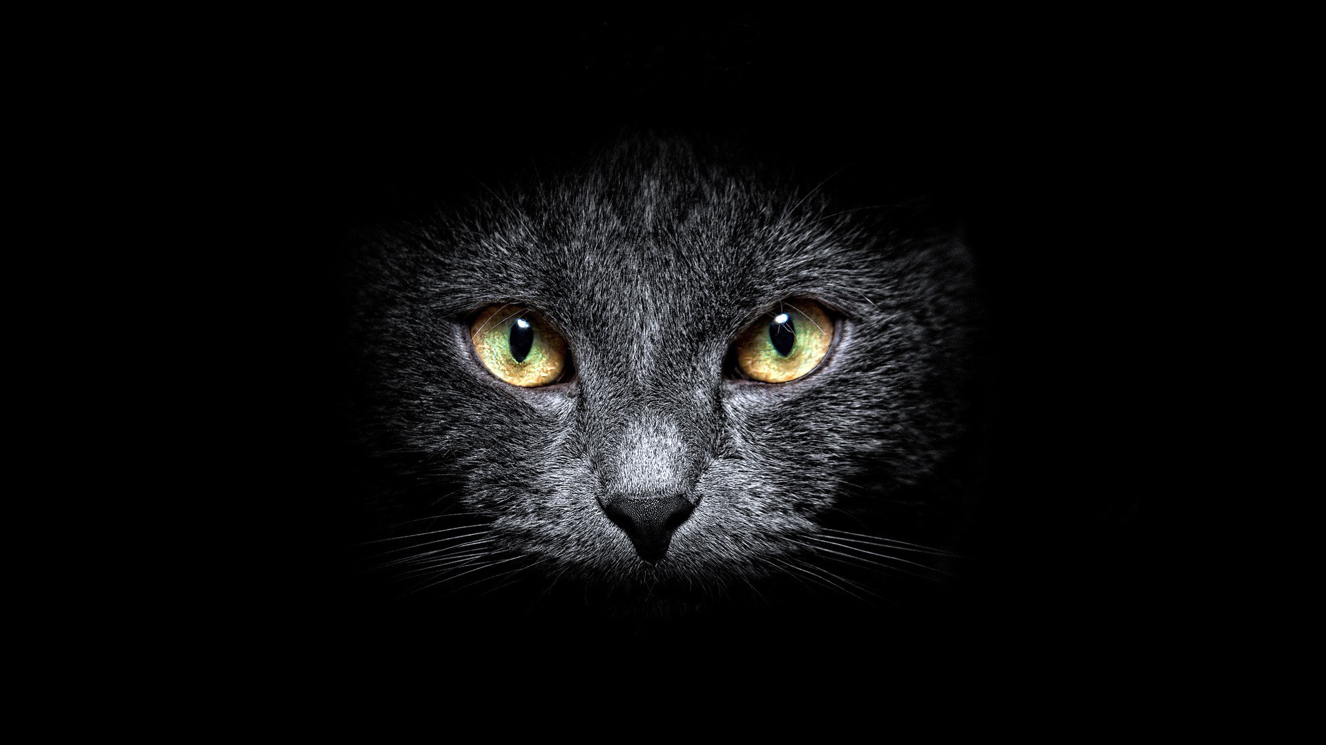 40 Gambar Black Cat Full Hd Wallpaper terbaru 2020
