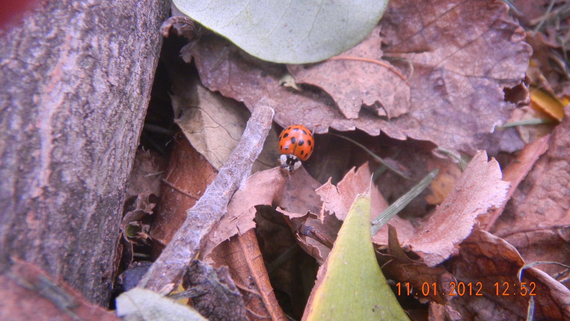 Download Animal Ladybug 4k Ultra HD Wallpaper by bluwifios