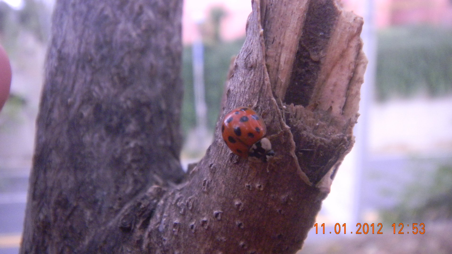 Download Animal Ladybug 4k Ultra HD Wallpaper by bluwifios