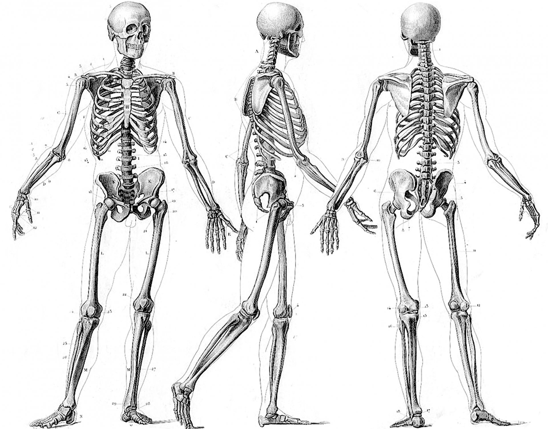 Картинки строение женского скелета