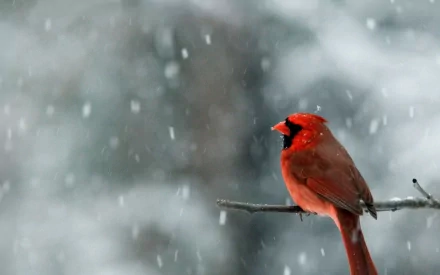 A vibrant red cardinal bird perched on a branch in falling snow, captured in HD for a stunning desktop wallpaper background.