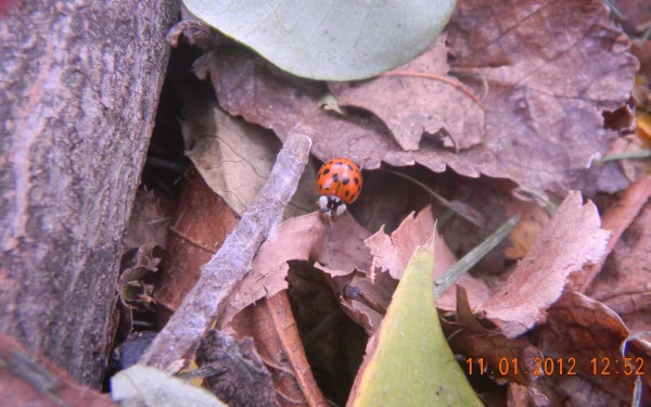 Animal ladybug HD Desktop Wallpaper | Background Image