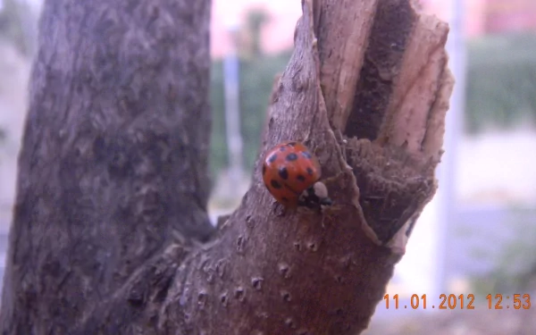 Animal ladybug HD Desktop Wallpaper | Background Image