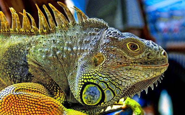 Animal Iguana Reptiles Lizards Lizard Colorful HD Wallpaper | Background Image