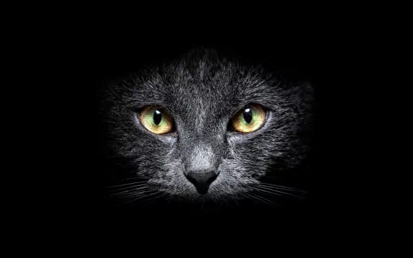 A striking HD wallpaper featuring the intense gaze of a black cat, set against a dark background, showcasing its captivating green eyes and sleek fur.