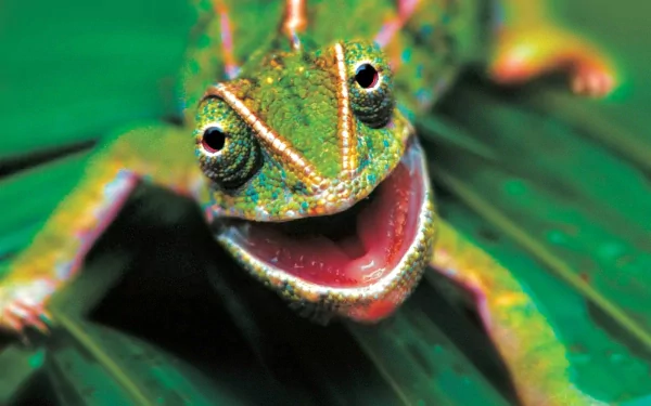 Close-up HD desktop wallpaper of a vibrant green chameleon lizard with striking eyes on a leafy background, showcasing its detailed texture and lively expression.