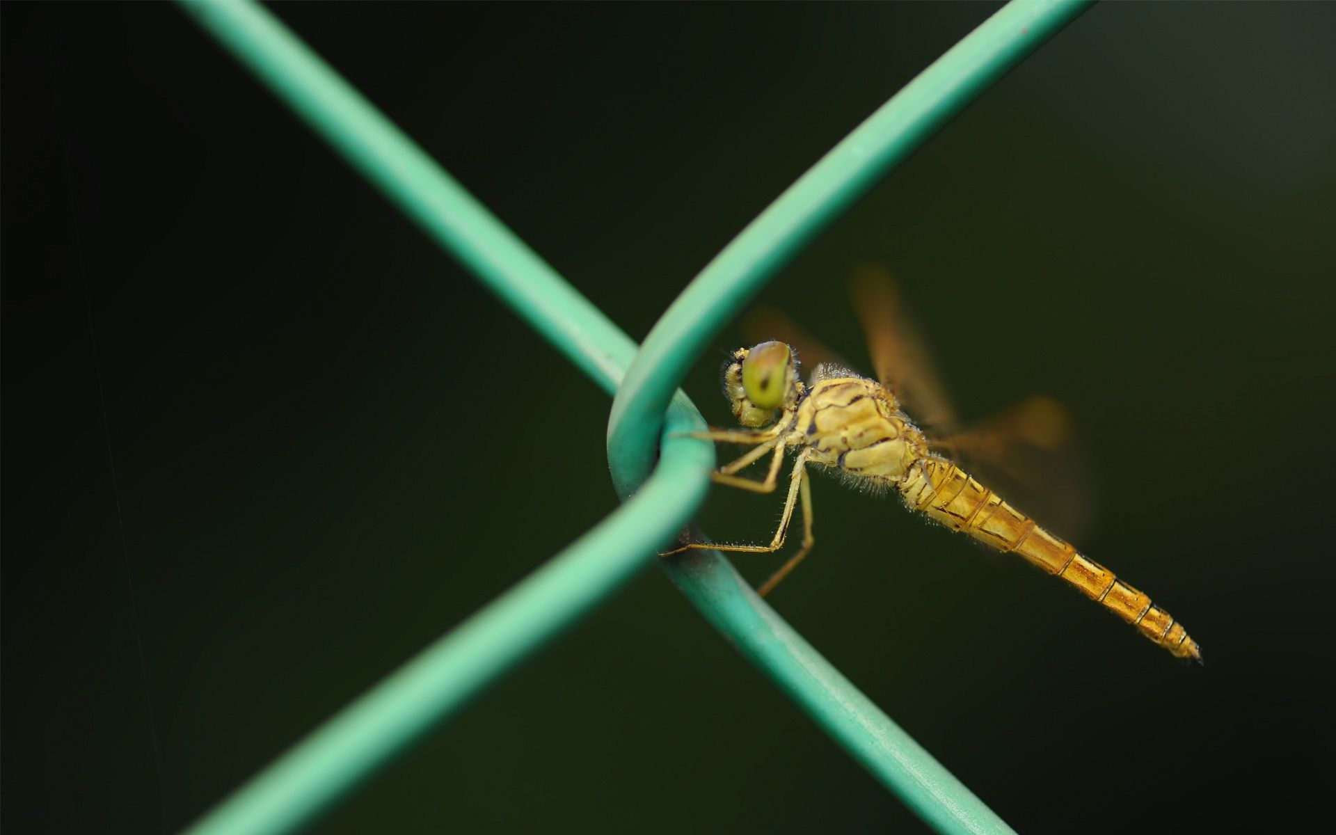 Animal Dragonfly HD Wallpaper