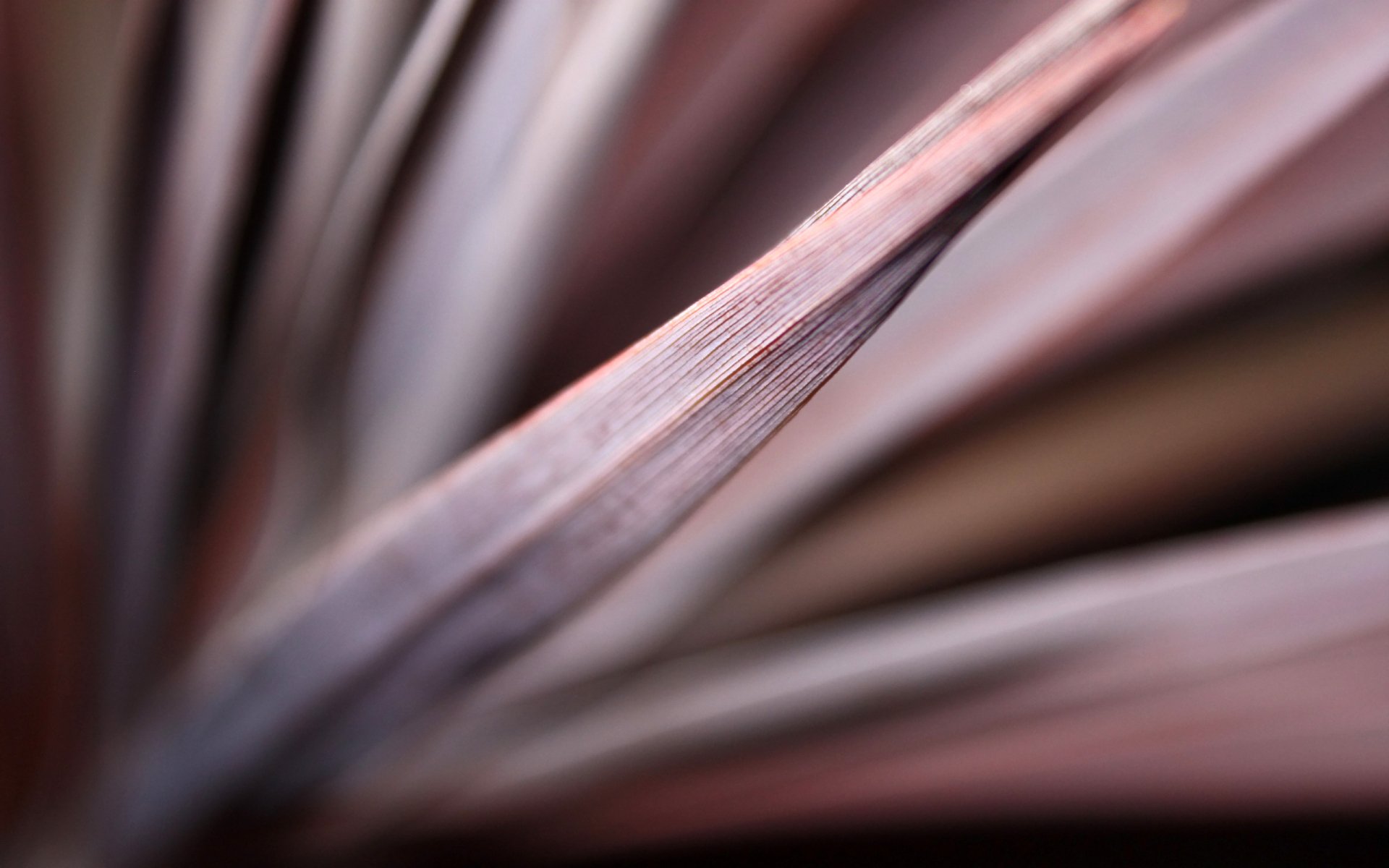 Close-up of a textured plant leaf with soft pink and brown tones, presented as a high-definition nature-themed PC desktop wallpaper and background.