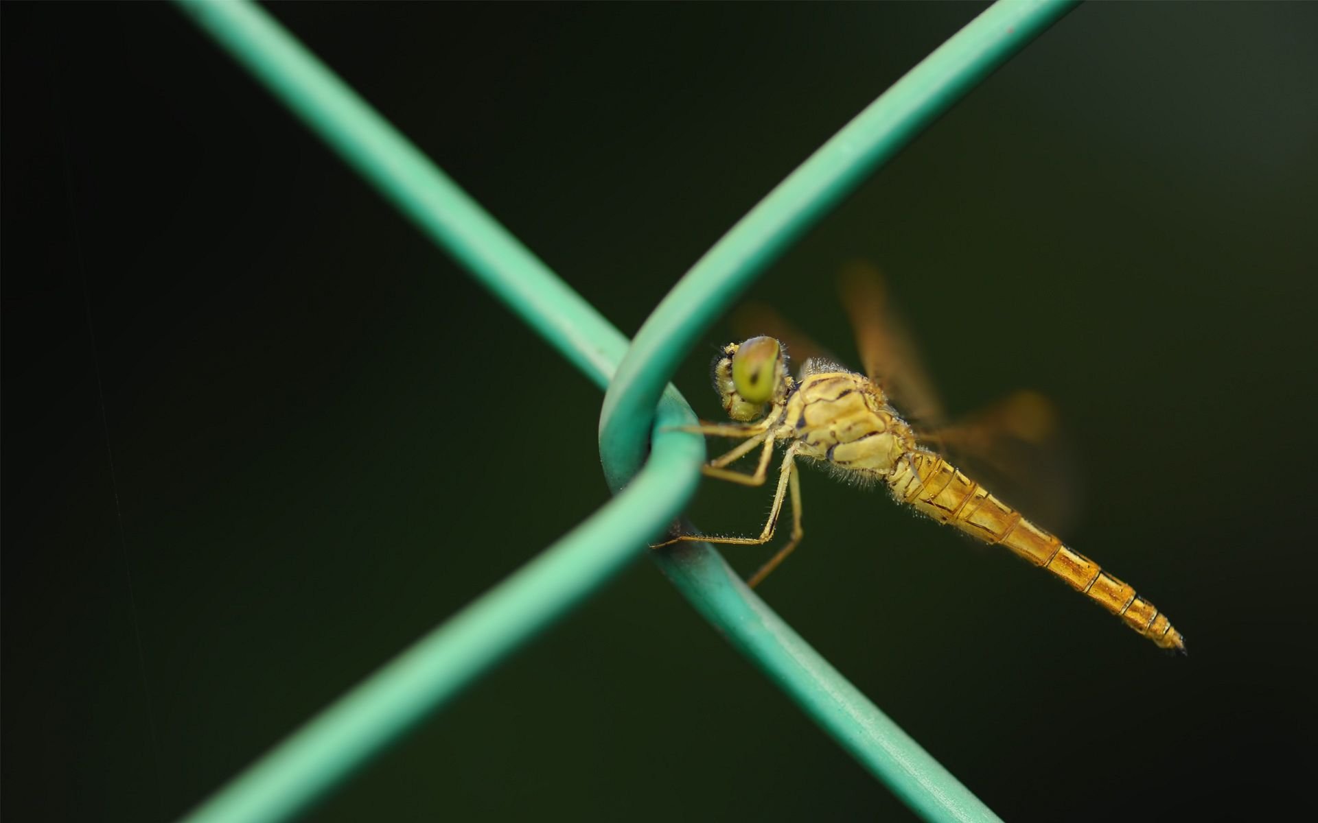 HD PC desktop wallpaper featuring a close-up of a dragonfly perched on a green wire fence against a dark blurred background.