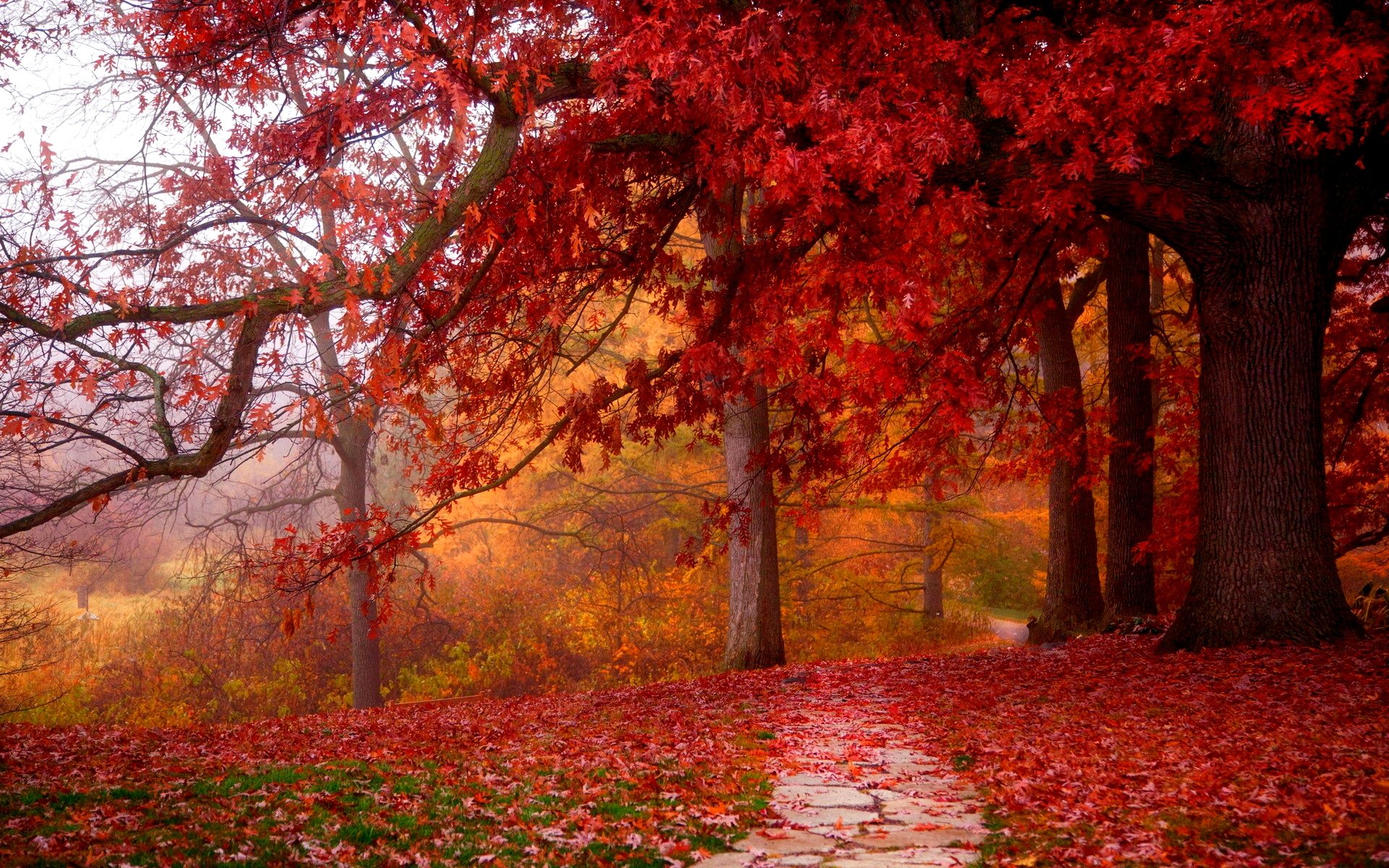 Download Fall Tree Nature Path HD Wallpaper