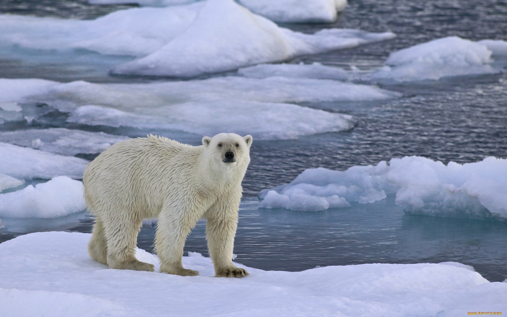 Polar Bear HD Wallpaper