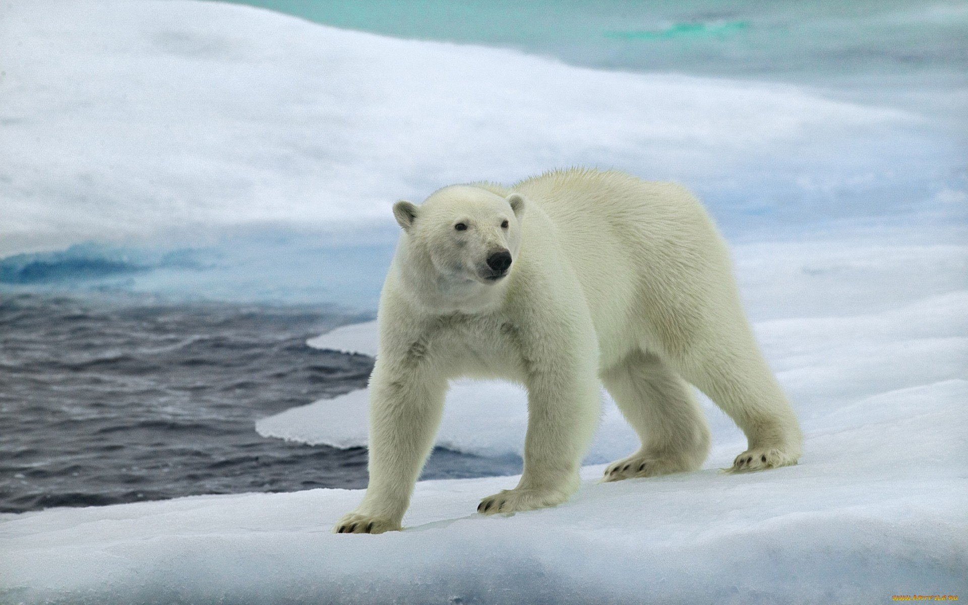 HD PC desktop wallpaper featuring a polar bear standing on ice near dark water in an Arctic landscape.