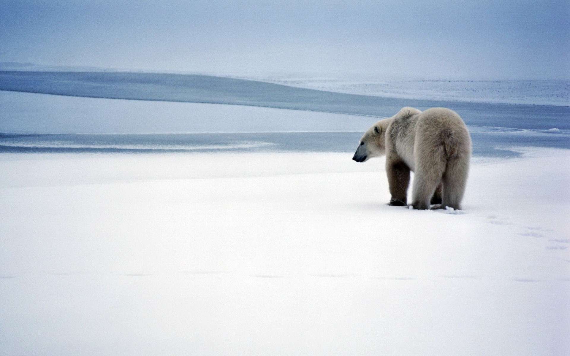 HD desktop wallpaper featuring a solitary polar bear standing on an icy, snow-covered landscape under a cloudy sky.