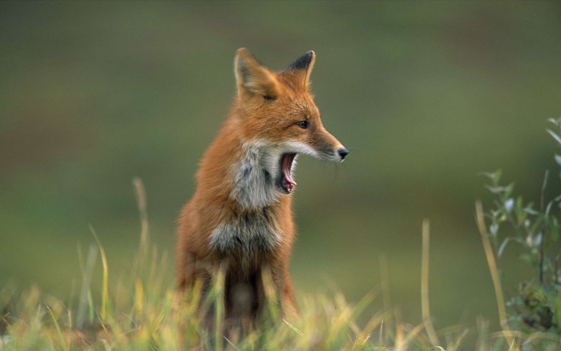HD desktop wallpaper featuring a close-up of a red fox yawning in a grassy, blurred natural background.