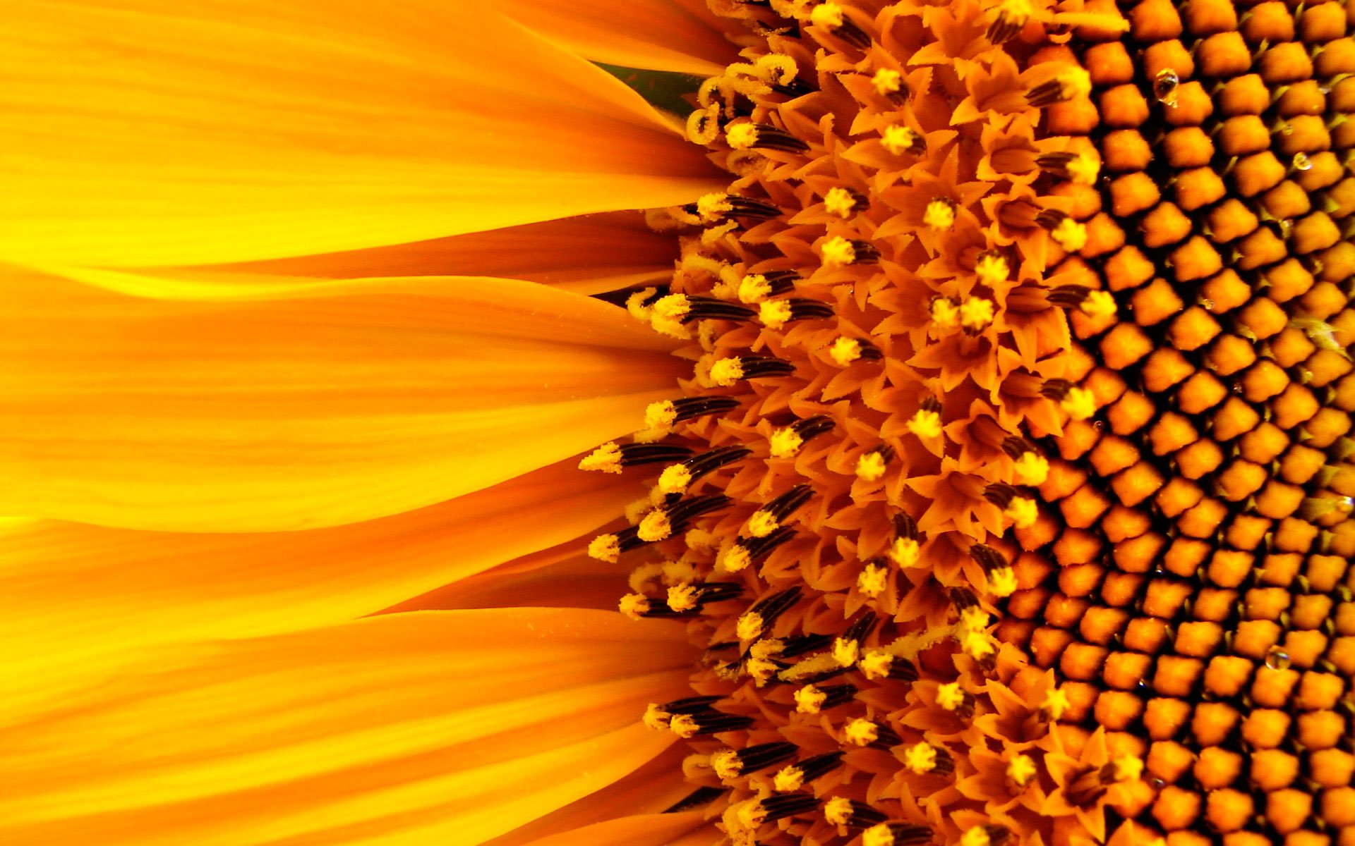 Close-up HD desktop wallpaper of a sunflower's vibrant yellow petals and detailed seed pattern, showcasing the beauty of nature and floral design.