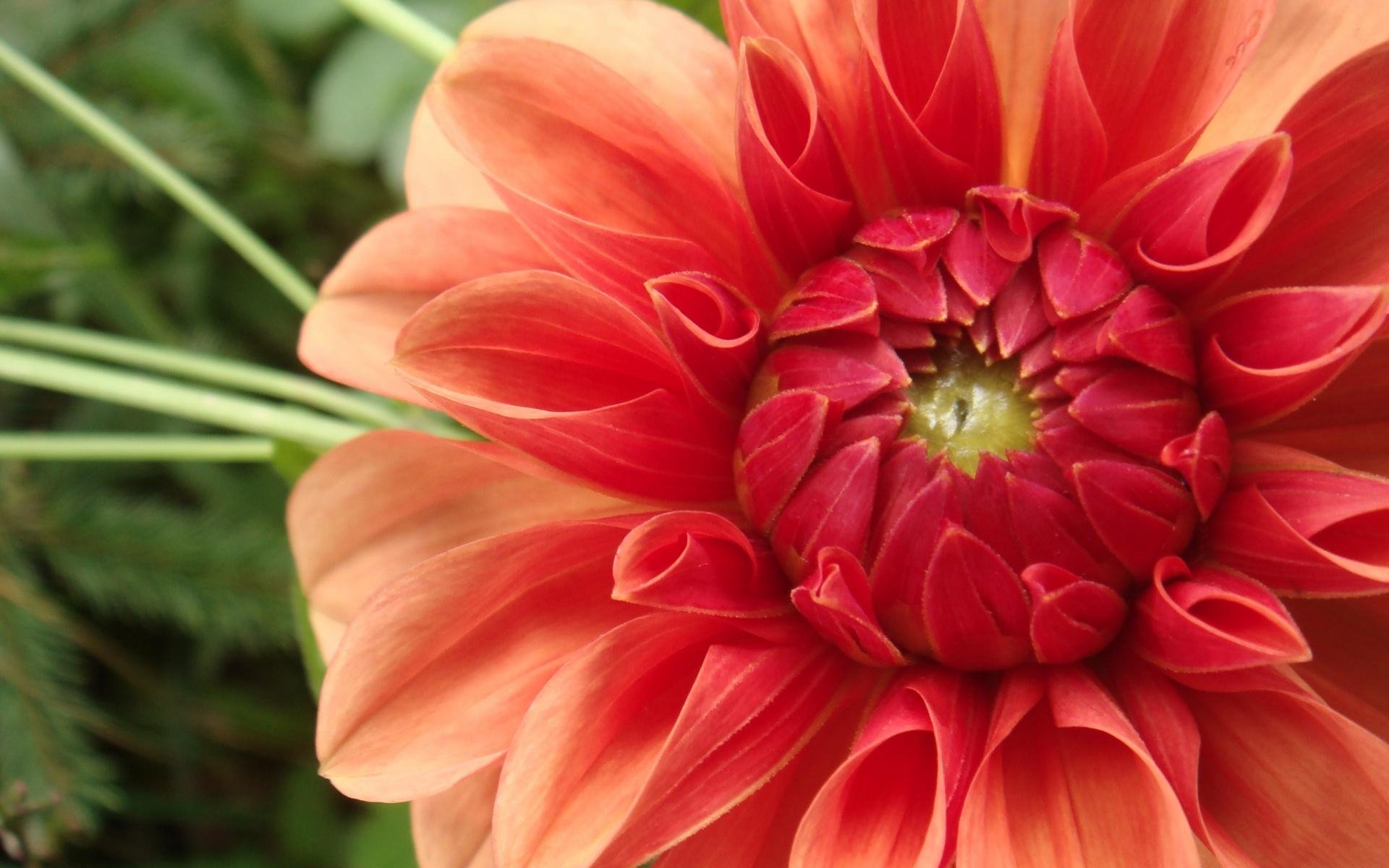 Close-up of a vibrant dahlia flower in nature, captured in HD, creating a stunning PC desktop wallpaper and background.