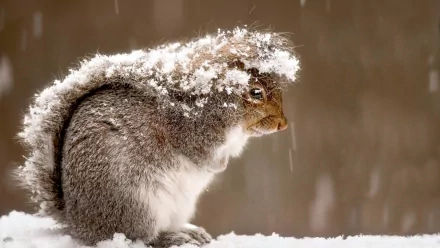 A fluffy squirrel sits in the snow, its fur dusted with snowflakes, set against a soft, muted background. A captivating HD desktop wallpaper that captures winter's charm.
