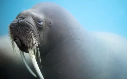 HD PC desktop wallpaper featuring a close-up of a walrus with prominent tusks against a soft blue background.