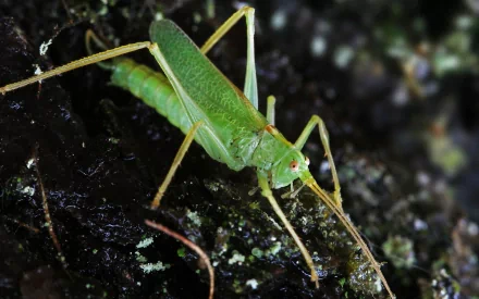 HD desktop wallpaper featuring a close-up of a vibrant green grasshopper resting on dark textured ground.