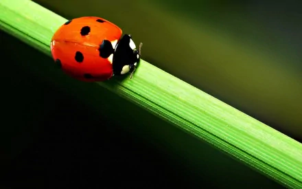 A close-up of a ladybug with bright red wings and black spots, perched on a vibrant green blade of grass, creating an eye-catching desktop wallpaper and background.