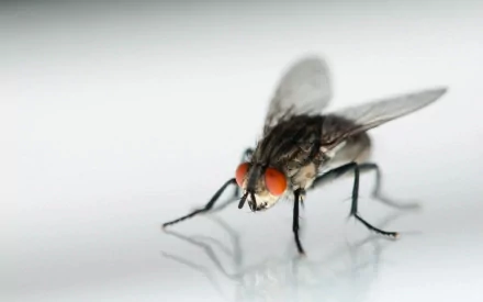 Animal fly HD Desktop Wallpaper | Background Image