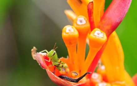 HD desktop wallpaper featuring a close-up of a green grasshopper perched on vibrant orange and red tropical flowers against a blurred natural background.