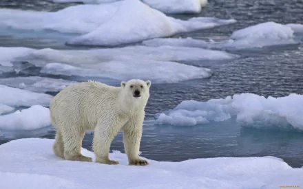 HD desktop wallpaper featuring a polar bear standing on ice floes surrounded by Arctic waters.