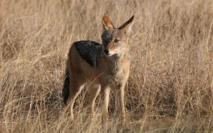 HD PC desktop wallpaper featuring a jackal standing alert in dry grasslands, showcasing detailed fur and natural habitat.