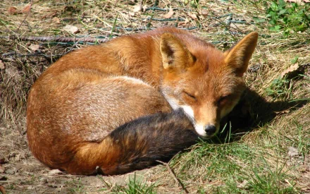 A cozy fox curled up in a grassy area, showcasing its rich orange fur and relaxed demeanor. This HD image serves as a stunning desktop wallpaper.
