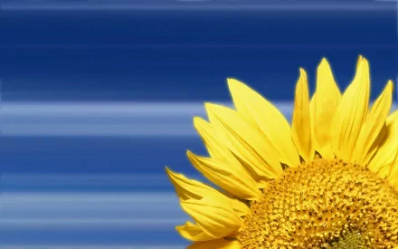 A vibrant sunflower against a calming blue background, capturing the essence of nature. This HD image serves as an eye-catching desktop wallpaper.