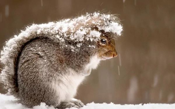 A fluffy squirrel sits in the snow, its fur dusted with snowflakes, set against a soft, muted background. A captivating HD desktop wallpaper that captures winter's charm.
