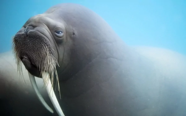 HD PC desktop wallpaper featuring a close-up of a walrus with prominent tusks against a soft blue background.