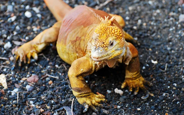 Animal iguana HD Desktop Wallpaper | Background Image