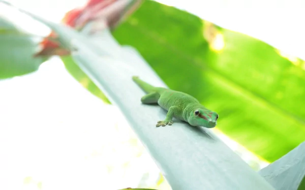 Animal gecko HD Desktop Wallpaper | Background Image