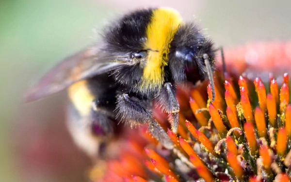 HD desktop wallpaper featuring a close-up of a bee collecting nectar from a vibrant orange flower, highlighting intricate details of the insect and petals.