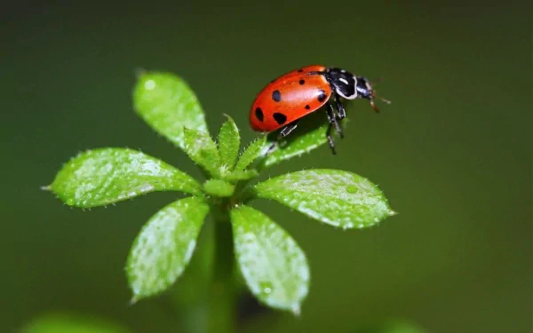 A vibrant red ladybug perched on a green leaf, showcasing detailed textures and colors, creating a captivating HD desktop wallpaper and background.