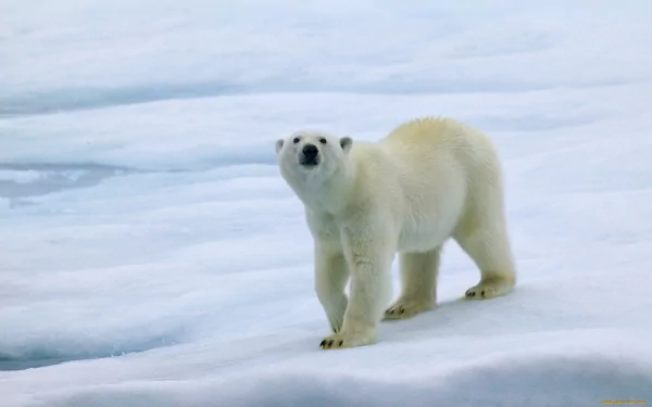 A polar bear stands on a pristine ice landscape, gazing upward with its head tilted. This captivating image serves as a striking HD desktop wallpaper and background.
