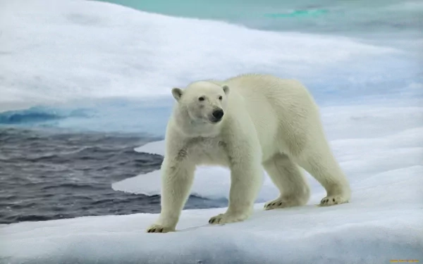 HD PC desktop wallpaper featuring a polar bear standing on ice near dark water in an Arctic landscape.